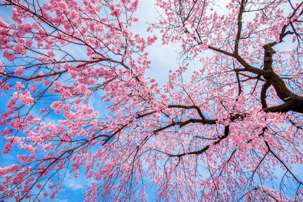 Cherry Blossom with Soft focus, Sakura season in spring.
